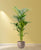 Kentia Palme