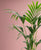 Kentia Palme