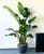 Strelitzia nicolai