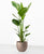 Strelitzia nicolai