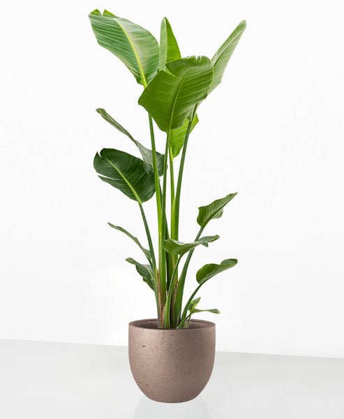 Strelitzia nicolai – We are plants