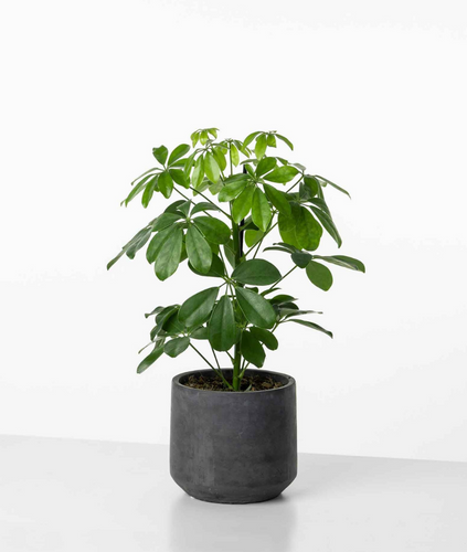 Schefflera