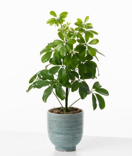 Schefflera