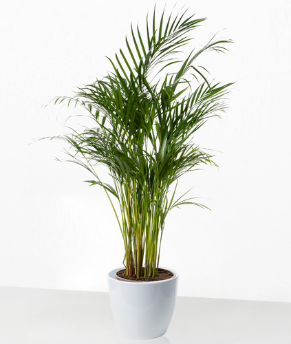 Areca Palme