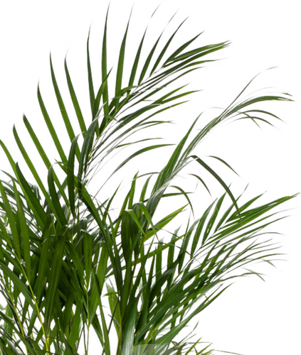 Areca Palme