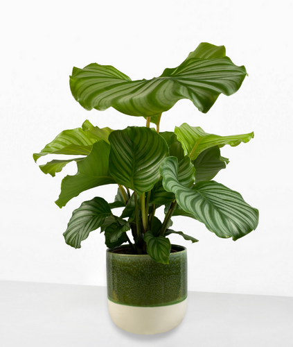 Calathea orbifolia