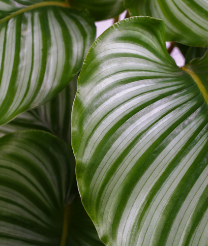 Calathea orbifolia