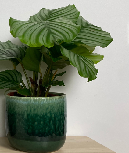 Calathea orbifolia