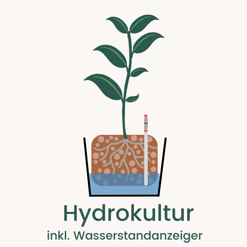 Hydrokultur