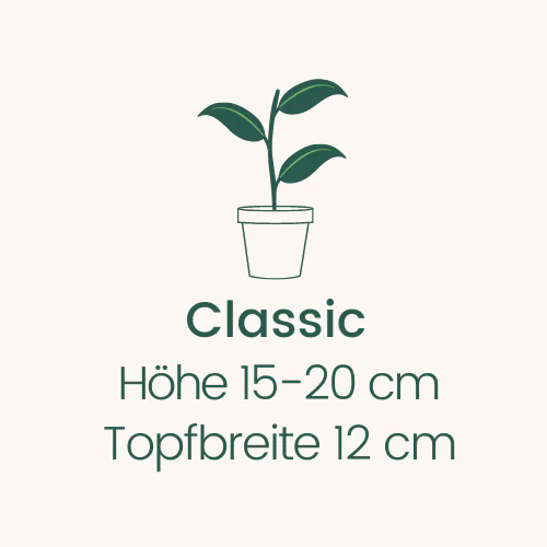 Topfbreite 12 cm Höhe 15-20 cm