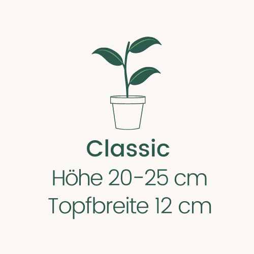 Topfbreite 12 cm Höhe 20-25 cm