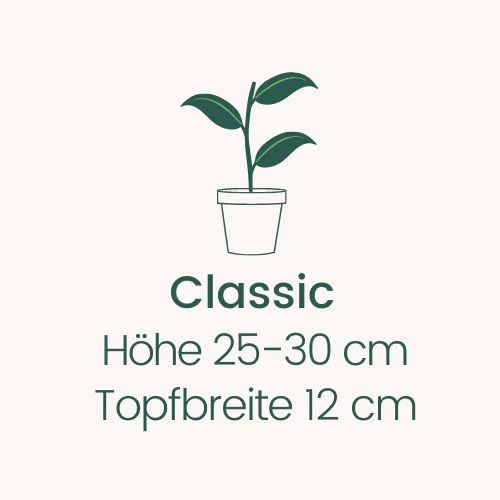 Topfbreite 12 cm Höhe 25-30 cm