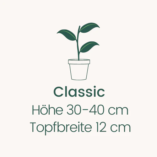 Topfbreite 12 cm Höhe 30-40 cm