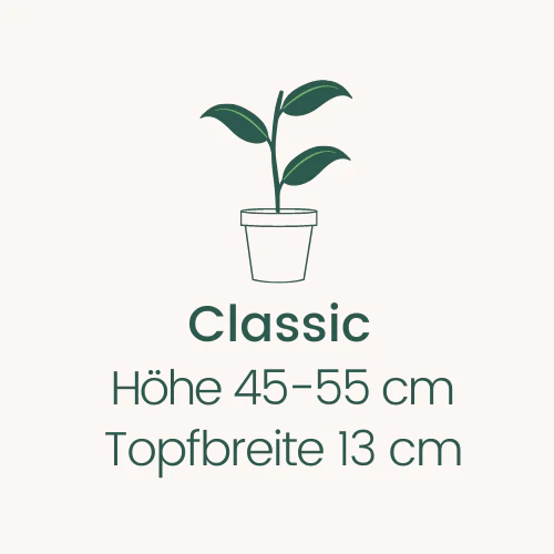 Topfbreite 13 cm Höhe 45-55 cm