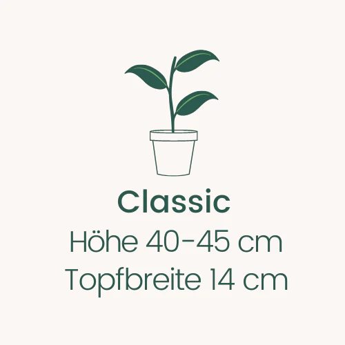 Topfbreite 14 cm Höhe 40-45 cm