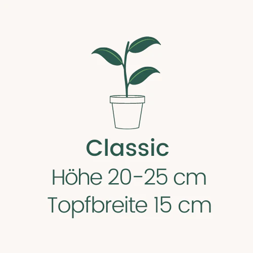 Topfbreite 15 cm Höhe 20-25 cm