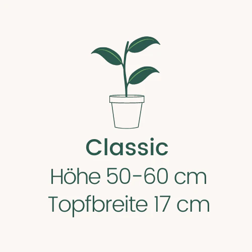 Topfbreite 17 cm Höhe 50-60 cm