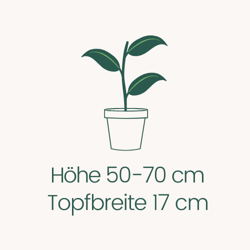 Topfbreite 17 cm Höhe 50-70 cm