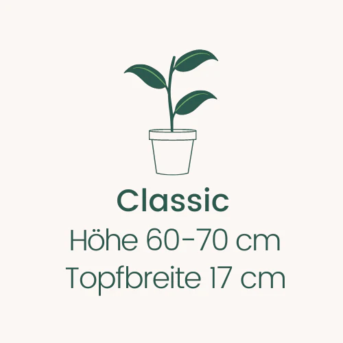 Topfbreite 17 cm Höhe 60-70 cm