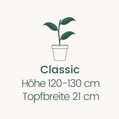 Topfbreite 21 cm Höhe 120-130 cm