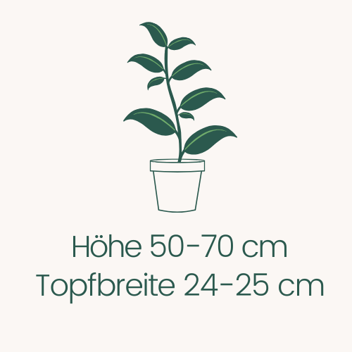 Topfbreite 24-25 cm Höhe 50-70 cm