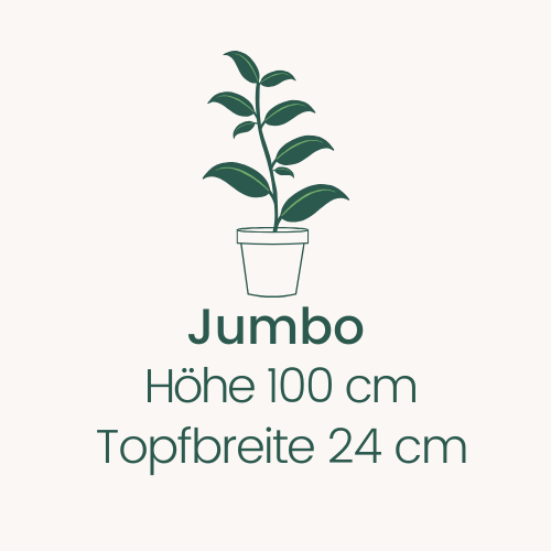 Topfbreite 24 cm Höhe 100 cm