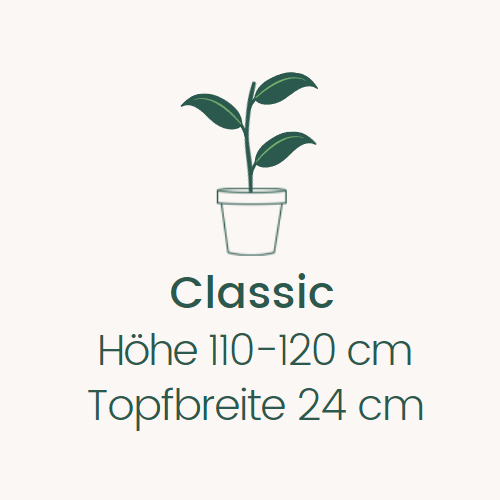 Topfbreite 24cm Höhe 110-120 cm