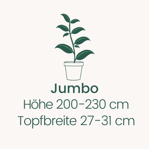 Topfbreite 27-31 cm Höhe 200-230