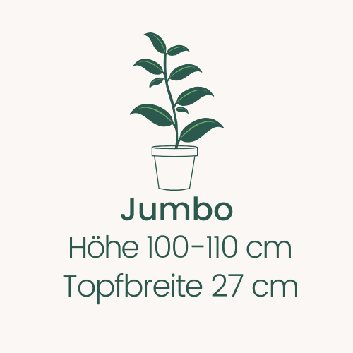 Topfbreite 27 cm Höhe 100-110 cm