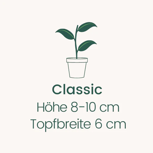 Topfbreite 6 cm Höhe 8-10 cm