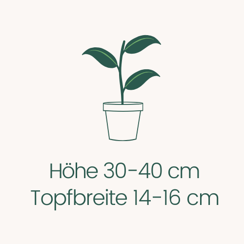 Topfbreite 14-16 cm Höhe 30-40 cm