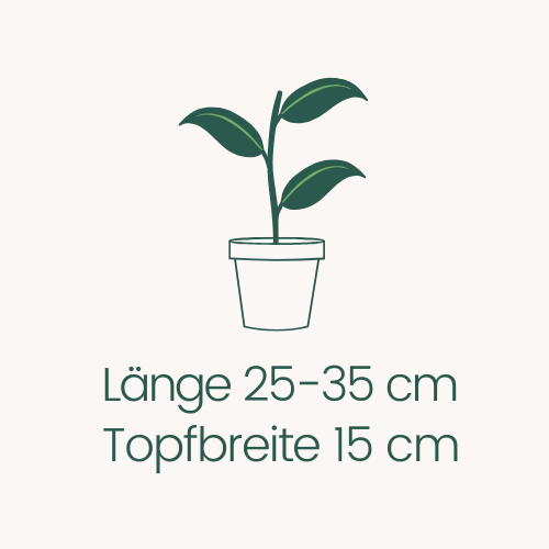 Topfbreite 15 cm Höhe 25-35 cm
