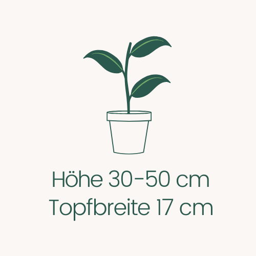 Topfbreite 17 cm Höhe 30-50 cm