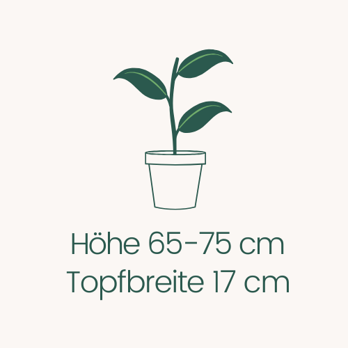 Topfbreite 17 cm Höhe 65-75 cm