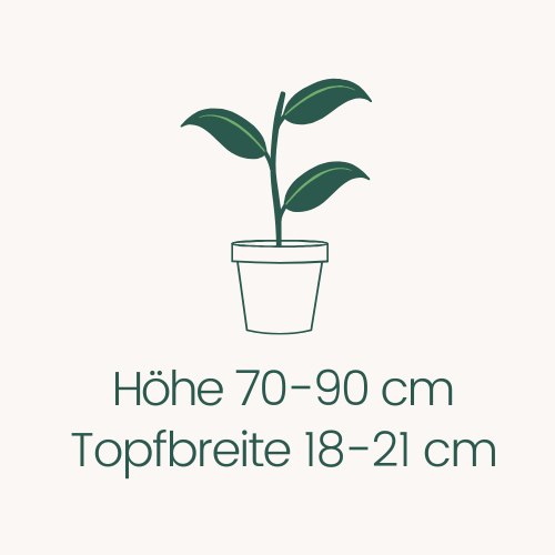 Topfbreite 18-21 cm Höhe 70-90 cm