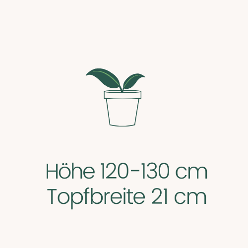 Topfbreite 21 cm Höhe 120-130 cm