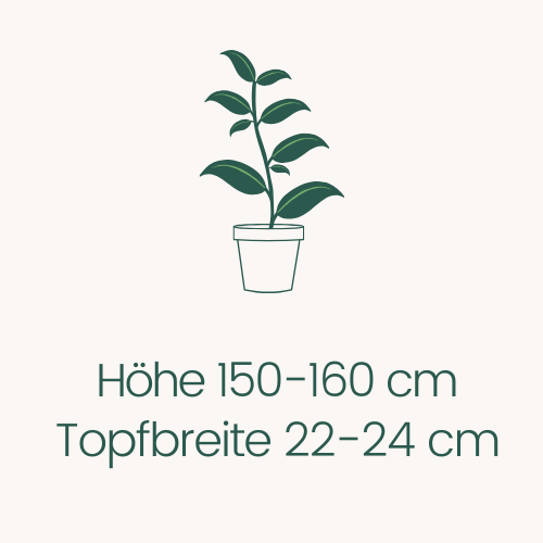 Topfbreite 22-24 cm Höhe 150-160 cm