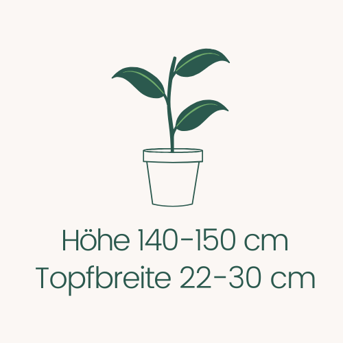Topfbreite 22-30 cm Höhe 140-150 cm
