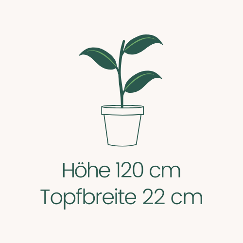 Topfbreite 22 cm Höhe 120 cm