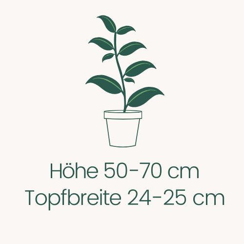 Topfbreite 24-25 cm Höhe 170-190 cm