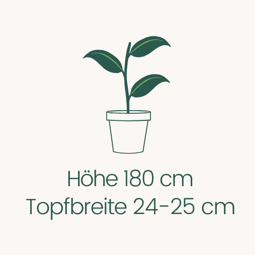 Topfbreite 24-25 cm Höhe 180 cm