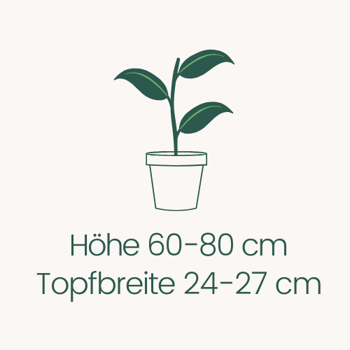 Topfbreite 24-27 cm Höhe 60-80 cm