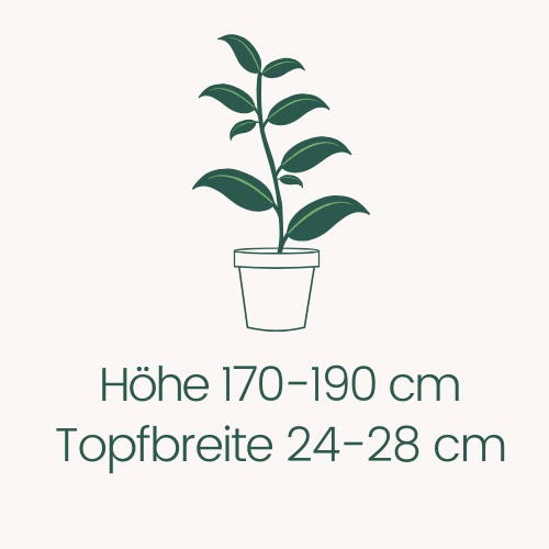 Topfbreite 24-28 cm Höhe 170-190 cm