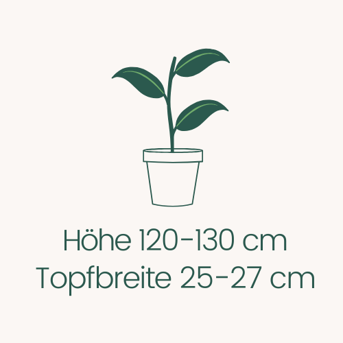 Topfbreite 25-27 cm Höhe 120-130 cm