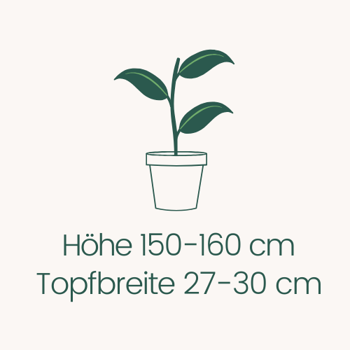 Topfbreite 27-30 cm Höhe 150-160 cm
