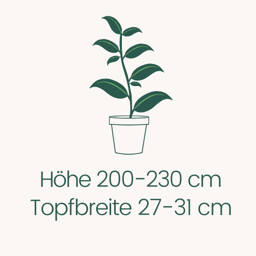 Topfbreite 27-31 cm Höhe 200-230 cm