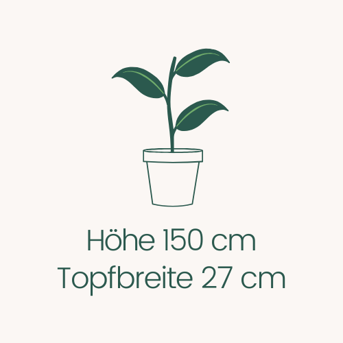 Topfbreite 27 cm Höhe 150 cm
