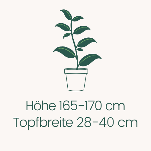 Topfbreite 28-40 cm Höhe 165-170 cm