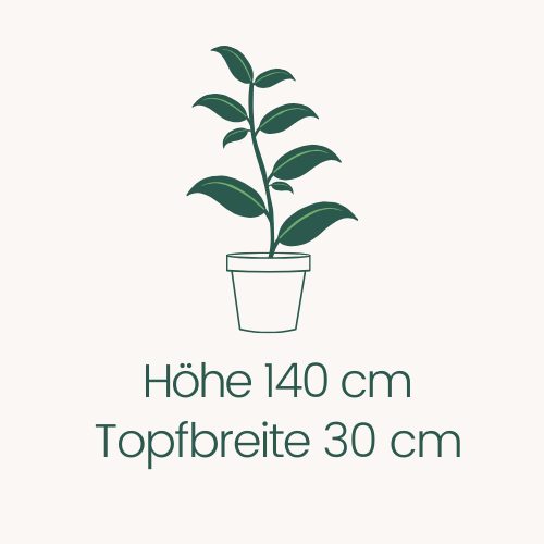 Topfbreite 30 cm Höhe 140 cm