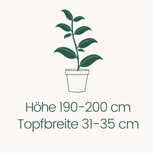 Topfbreite 31-35 cm Höhe 190-200 cm
